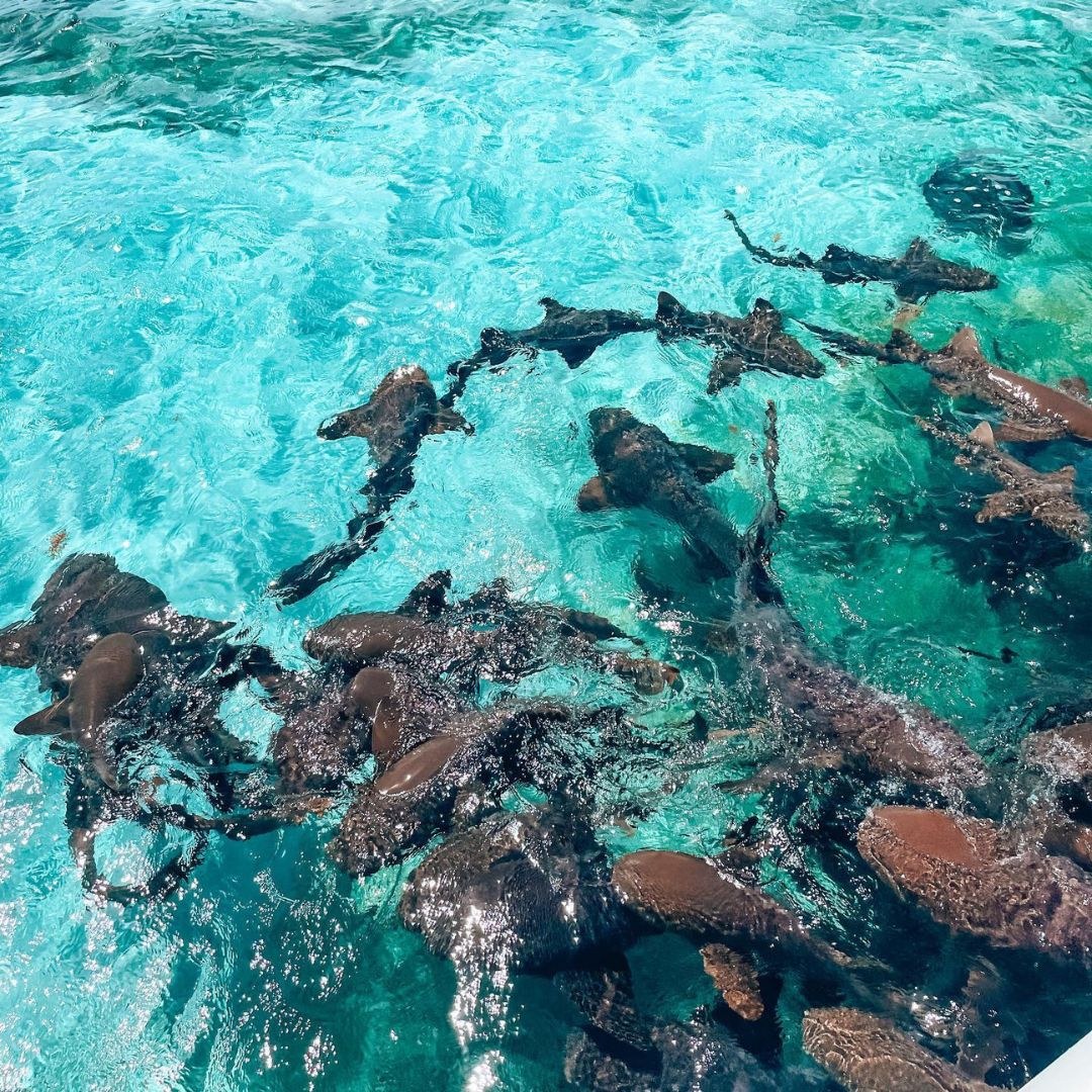 SunBreeze dock and swim area